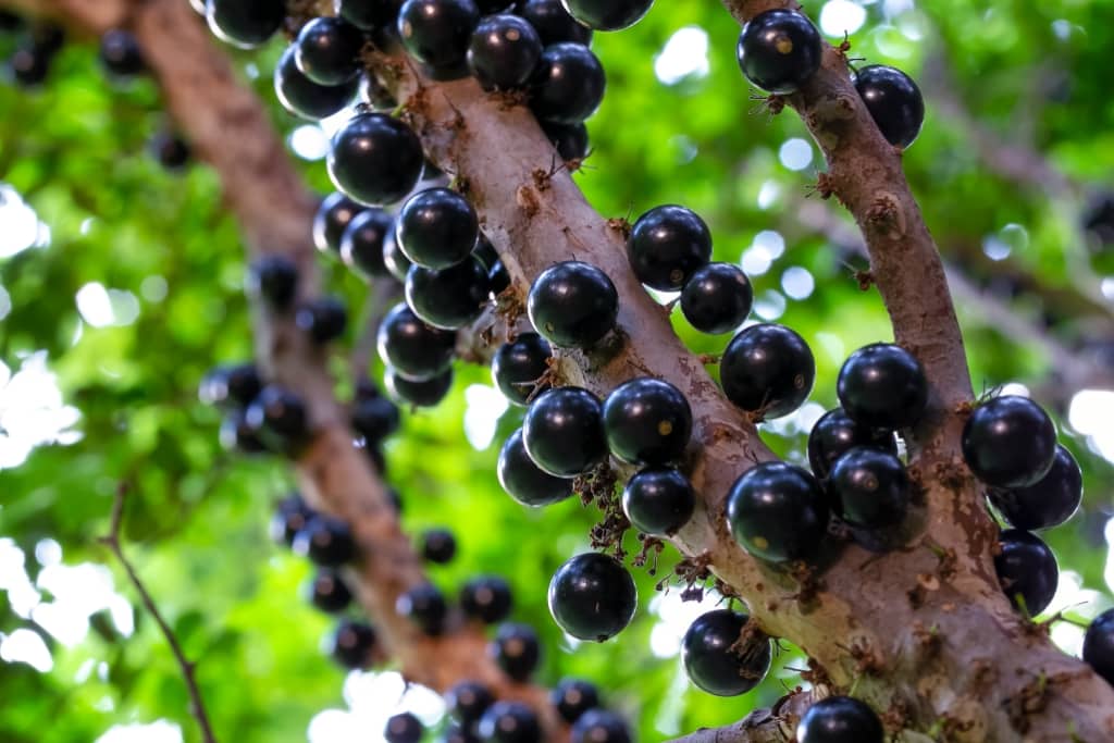 Plinia Jaboticaba Paulista Fruit Seeds for Planting – Heirloom, Non-GMO Seeds for Large Tropical Trees