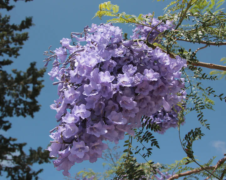 Jacaranda Mimosifolia Flower Seeds for Planting – Beautiful Bloom Tree, Easy Grow Ornamental Plant for Garden & Patio