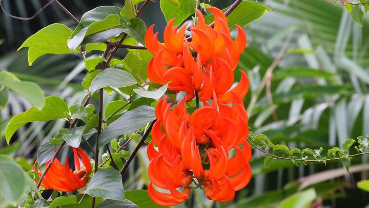 Light Orange Strongylodon Macrobotrys Seeds for Planting – Heirloom Non-GMO High Germination