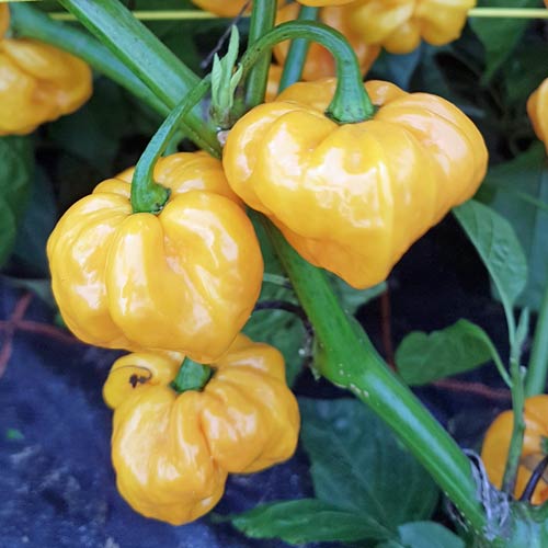 TFM Scotch Bonnet Pepper Seeds – Heirloom Non-GMO Hot Caribbean Chili Seeds for Planting, Organic Garden Seeds