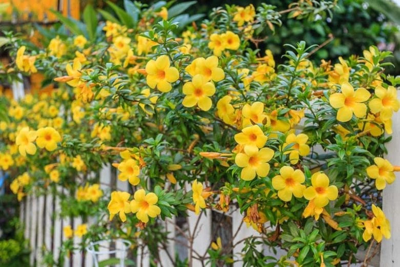 allamanda plant seeds Allamanda Flower Seeds – Heirloom, Non-GMO, High Germination Organic G –  Earthechoseeds