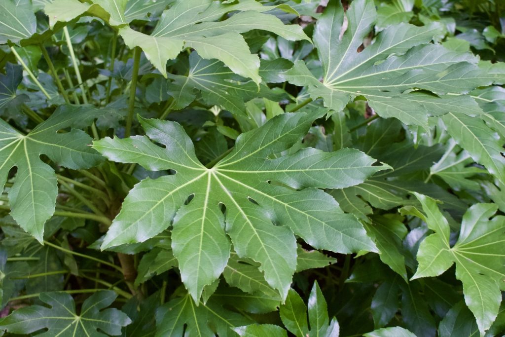 Green Fatsia Aralia Herb Seeds for Planting – Heirloom, Non-GMO Culinary Essential Seeds for Gardens