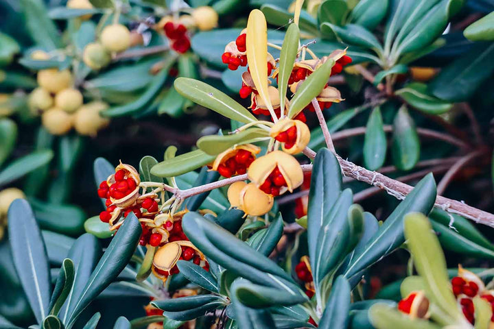 Pittosporum Tobira Fruit seeds – Heirloom, Non-GMO Seeds for Planting Ornamental Garden Borders