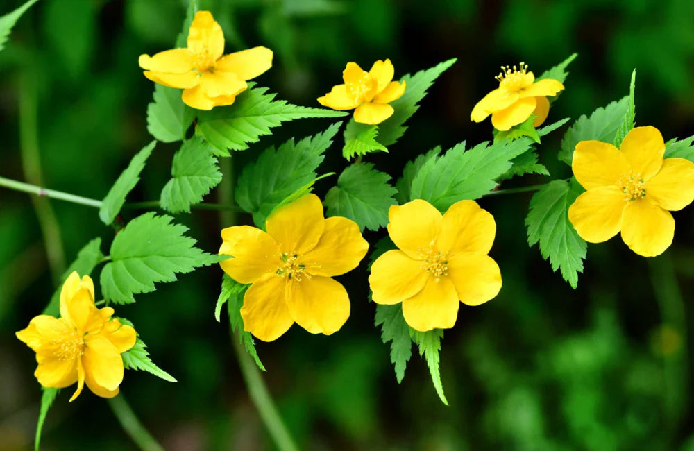 Flower Seeds, Seeds,Seeds For Planting,Plant Seeds