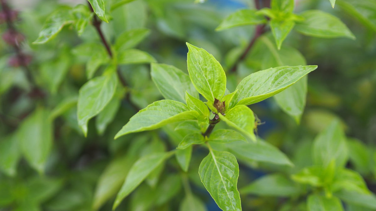 Light Green Basil Herb Seeds for Planting – Heirloom, Non-GMO Seeds for Compact and Lush Gardens