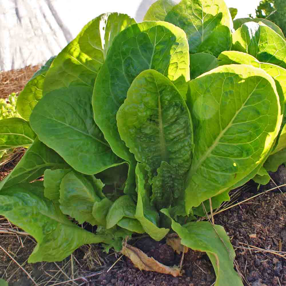 Jericho Lettuce Seeds – Heirloom Non-GMO Organic Heat-Tolerant Leafy Vegetable Seeds for Planting, High Germination