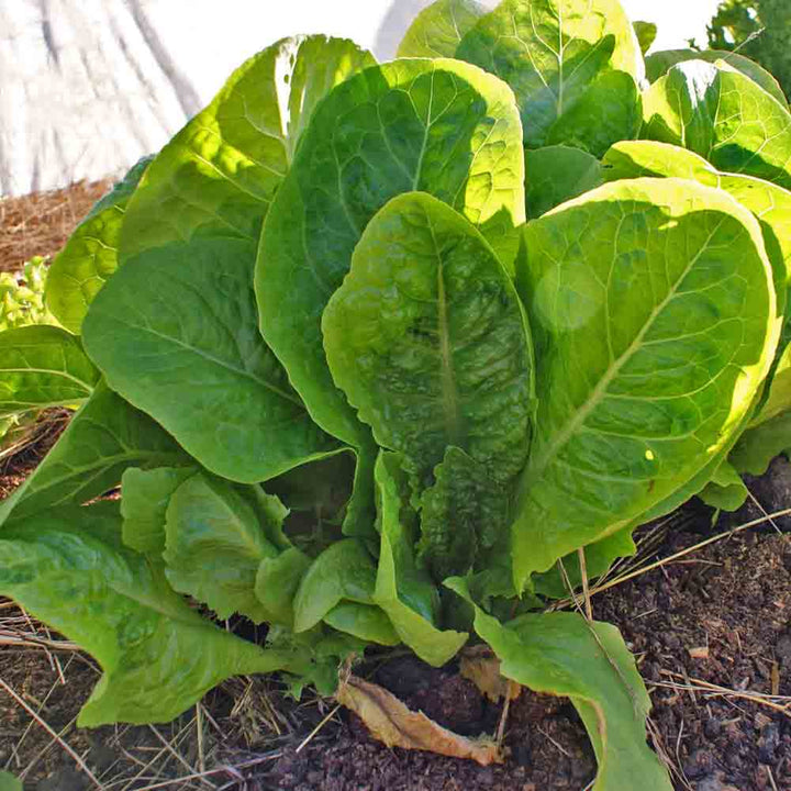 Jericho Lettuce Seeds – Heirloom Non-GMO Organic Heat-Tolerant Leafy Vegetable Seeds for Planting, High Germination