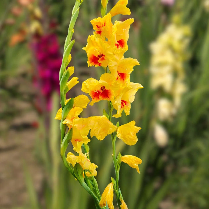 Yellow Red Gladiolus Flower Seeds for Planting – Heirloom, Non-GMO, High Germination Organic Garden Seeds