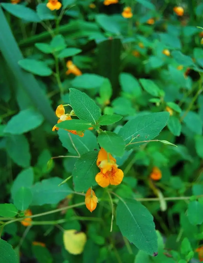 Jewelweed Native Flower Seeds for Planting – Heirloom, Non-GMO, High Germination Garden Seeds