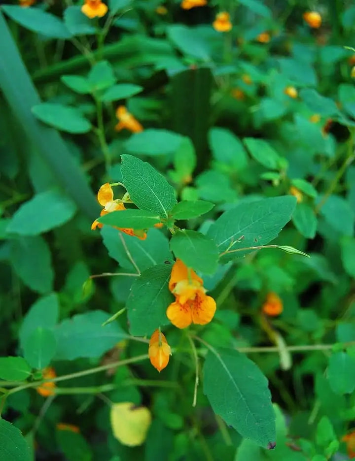 Jewelweed Native Flower Seeds for Planting – Heirloom, Non-GMO, High Germination Garden Seeds