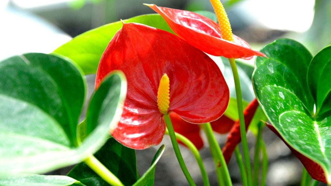 Anthurium Red Green Flower Seeds for Planting – Heirloom, Non-GMO, High Germination Organic Garden Seeds