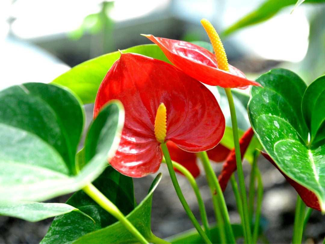 Light Red Anthurium Flower Seeds for Planting – Heirloom, Non-GMO, High Germination Organic Garden Seeds