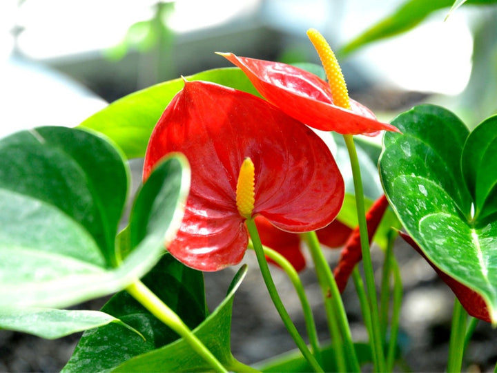 Light Red Anthurium Flower Seeds for Planting – Heirloom, Non-GMO, High Germination Organic Garden Seeds