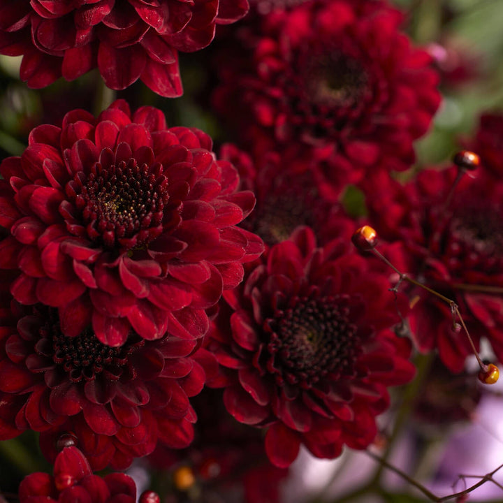 Flower Seeds, Seeds,Seeds For Planting,Plant Seeds