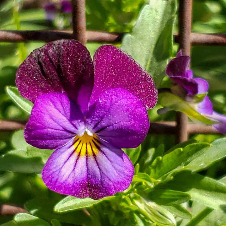 Flower Seeds, Seeds,Seeds For Planting,Plant Seeds