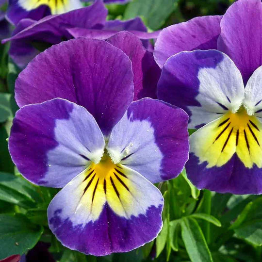 Violet Johnny Flower Seeds for Planting – Heirloom, Non-GMO, High Germination Organic Garden Seeds