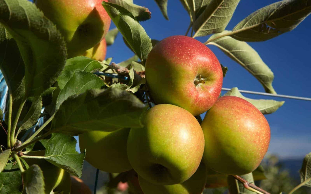 Jonagold Apple Fruit seeds – Heirloom, Non-GMO Seeds for Planting Lush Orchard Apple Trees