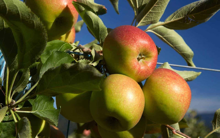 Jonagold Apple Fruit seeds – Heirloom, Non-GMO Seeds for Planting Lush Orchard Apple Trees