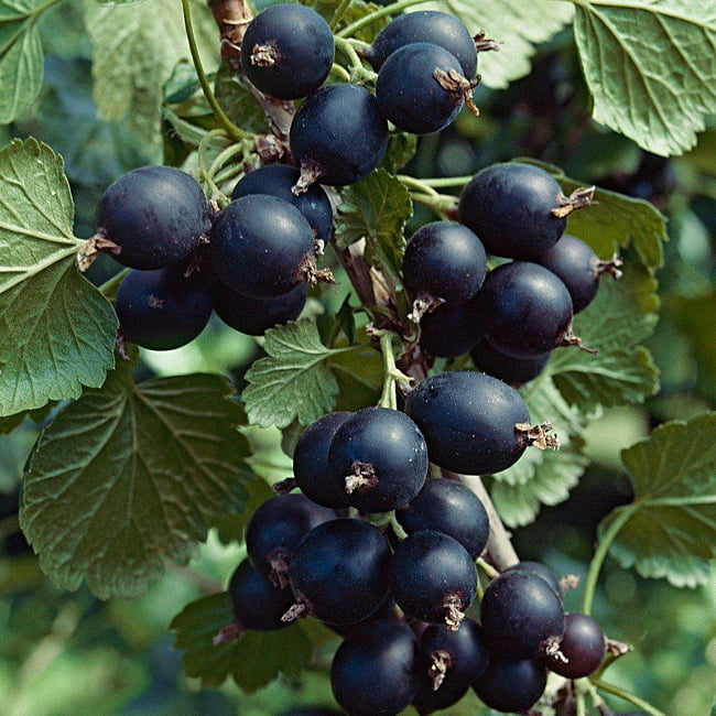 Jostaberry fruit seeds for planting – Heirloom & Non-GMO Garden seeds