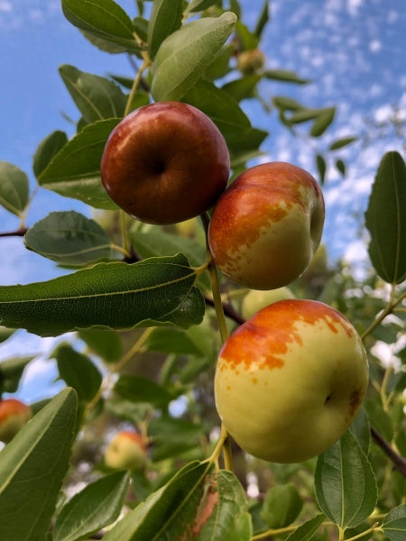 Chico Jujube fruit seeds for planting - Heirloom & Non-GMO garden seeds for sweet backyard trees