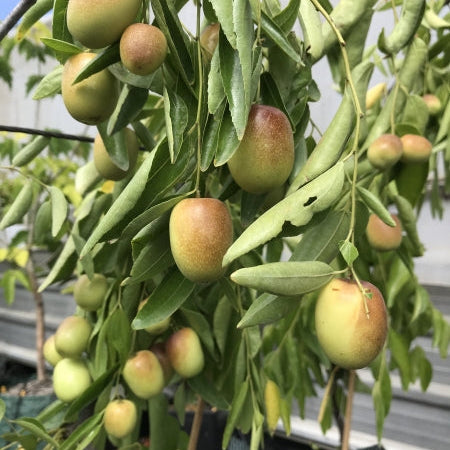 Sherwood Jujube fruit seeds for planting - Heirloom & Non-GMO garden seeds, sweet nutritious yard fruits