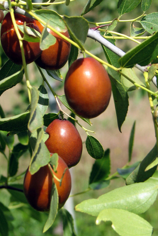 Merron Jujube Fruit Seeds for Planting – Heirloom, Non-GMO Unique Sweet Orchard Garden Fruit Seeds