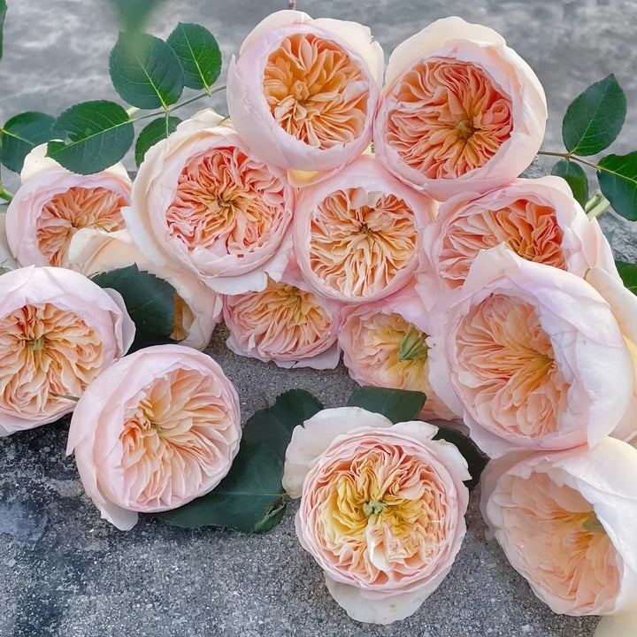 Juliet Flower Seeds for Planting - Fragrant Blossoms, Heirloom, Non-GMO, High Germination Garden Seeds