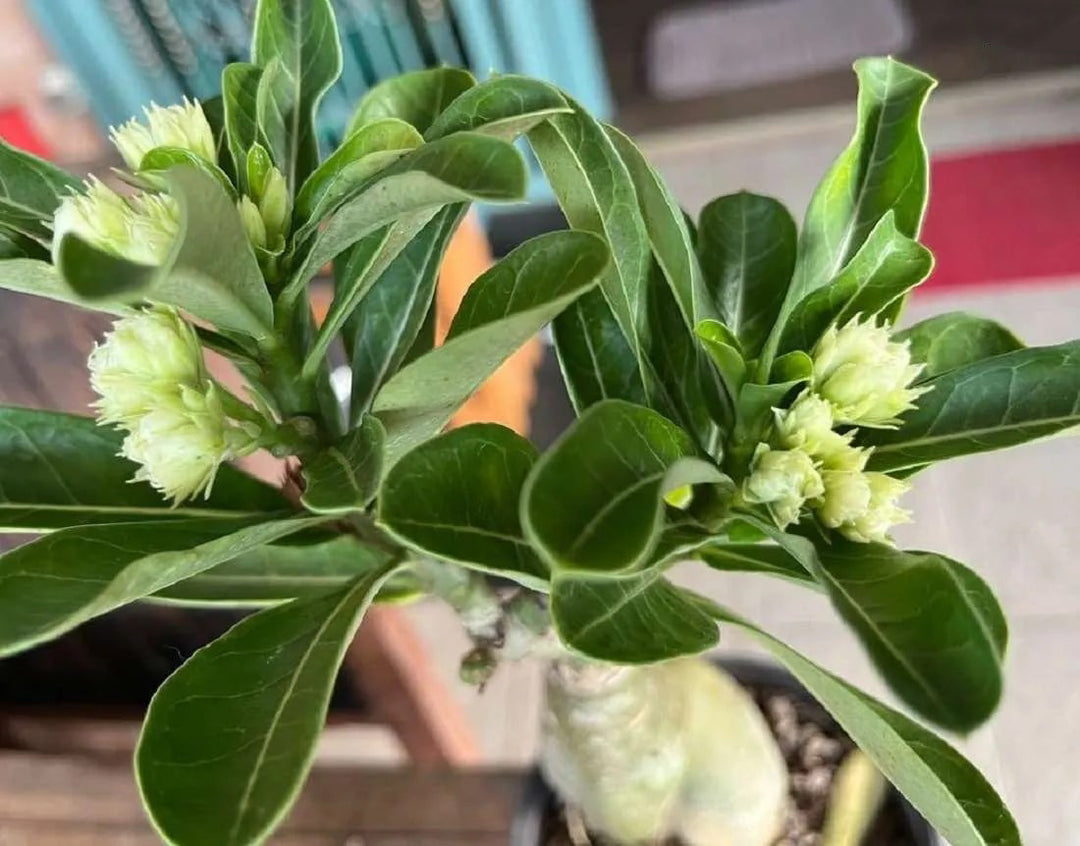 Light Green Adenium Obesum Flower Seeds for Planting – Long Bloom Season, Heirloom, Non-GMO