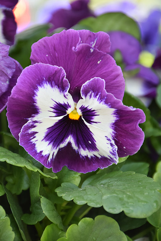 White Violet Pansy Flower Seeds for Planting – Heirloom Non-GMO Organic Garden Seeds with High Germination
