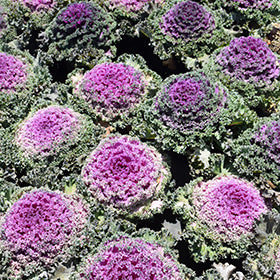 Violet Brassica Oleracea Flower Seeds – Bright Blooms, Heirloom &amp; Non-GMO Seeds for Home Garden