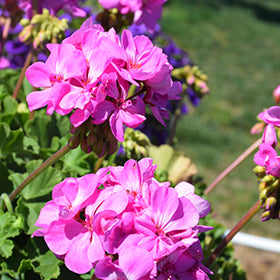 Lavender Big Blooms Geranium Flower Seeds for Planting – Heirloom, Non-GMO, High Germination Seeds