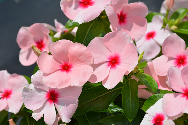 Titan Apricot Rosea Periwinkle Vinca Seeds for Planting – Heirloom, Non-GMO, High Germination
