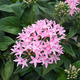 Light Pink Lanceolata Flower Seeds for Planting – Heirloom, Non-GMO, High Germination Garden Seeds