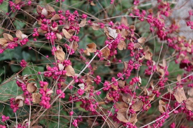 Coralberry Flower Seeds for Planting – Heirloom, Non-GMO, High Germination Organic Garden Seeds