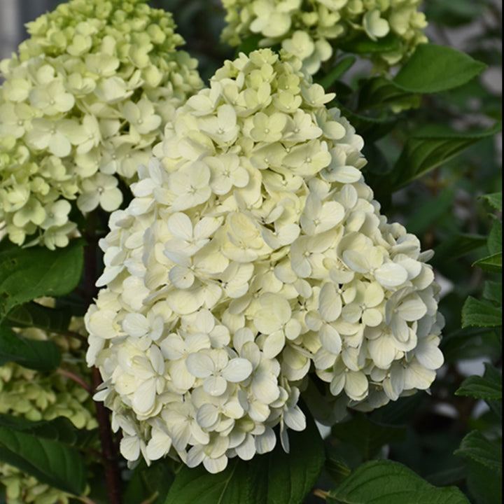 Little Lime Hydrangea Flower Seeds for Planting – Heirloom Non-GMO, High Germination Organic Garden Seeds