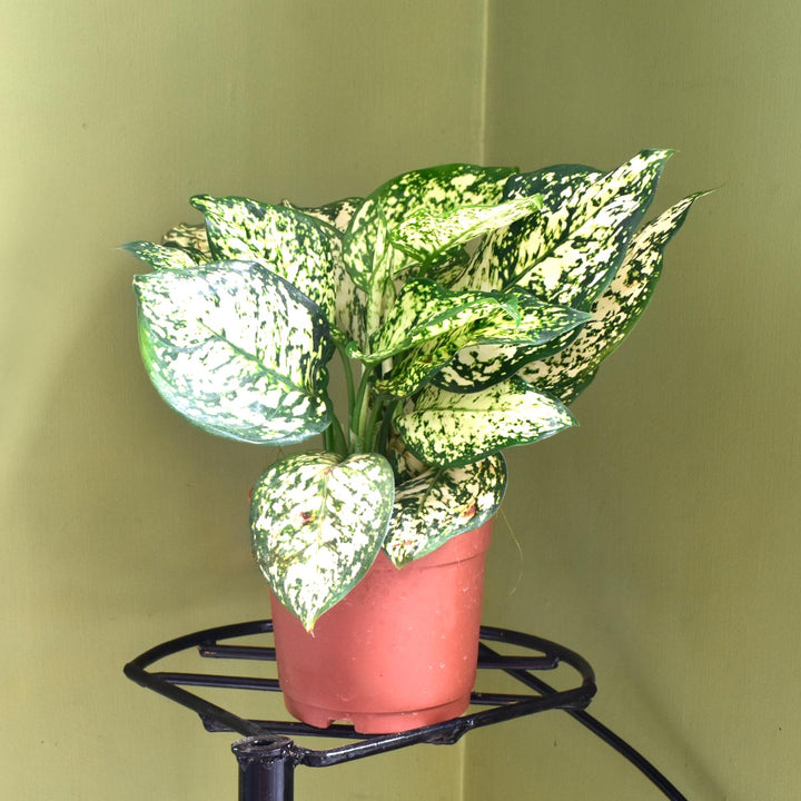 Aglaonema White Mix  for Planting 100 pcs - Drought Tolerant, Heirloom & GMO Free Seeds for Home Garden