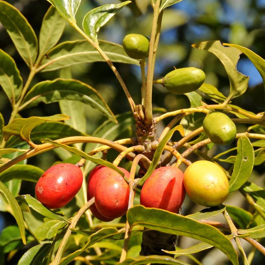 Fruit Seeds,Garden seeds, Seeds For Planting,Plant Seeds