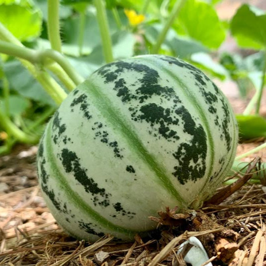 Asian Apple Melon Seeds for Planting – heirloom non-GMO seeds, exotic sweet and tangy melons – 100 pcs