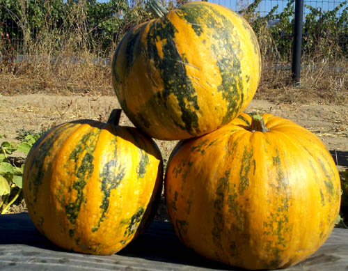 Pumpkin Vegetable Seeds for Planting – Heirloom, Non-GMO, Organic Garden Seeds, High Germination, Classic Autumn Harvest