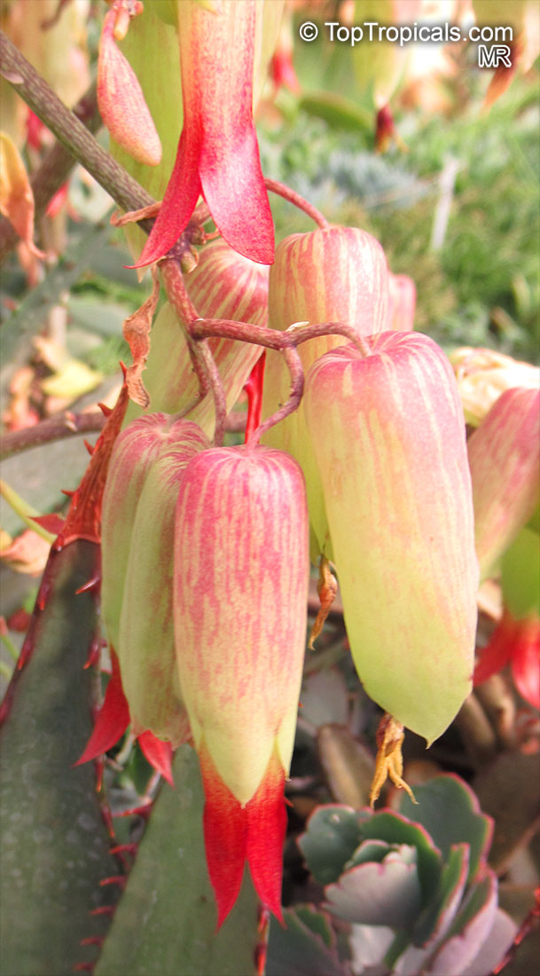 Bryophyllum Pinnatum Flower Seeds for Planting – Heirloom Non-GMO, High Germination Organic Garden Seeds
