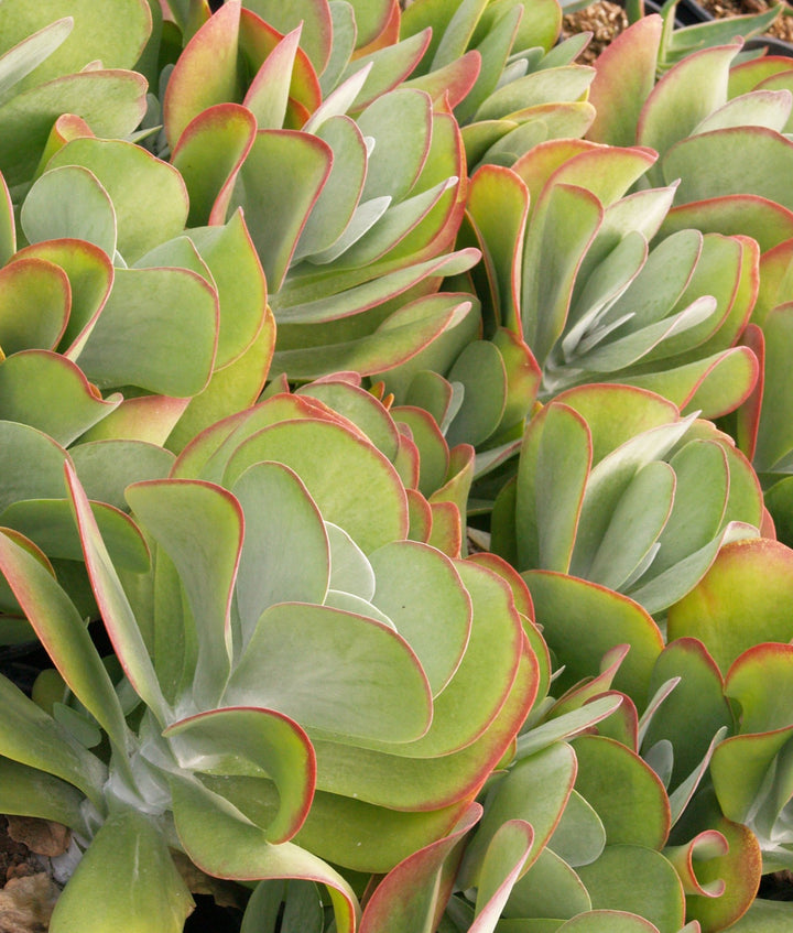 Green Kalanchoe Thyrsiflora Flower Seeds for Planting – Heirloom, Non-GMO, High Germination, Organic