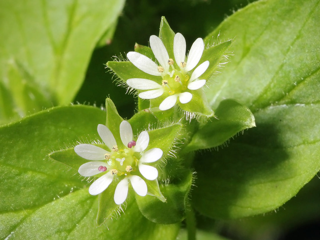Chickweed Flower Seeds for Planting – Bright Blooms Heirloom Non-GMO Seeds for Home Garden