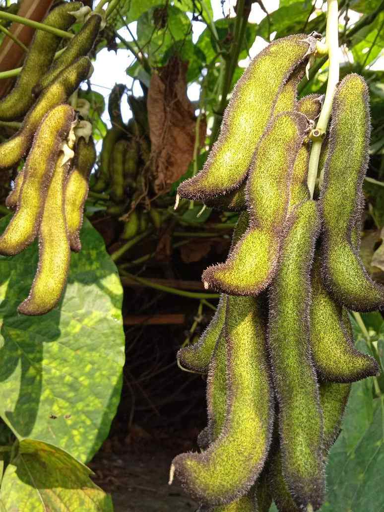 Kaunch Seeds for Planting – Heirloom Non-GMO Medicinal Climbing Vegetable Seeds with High Germination