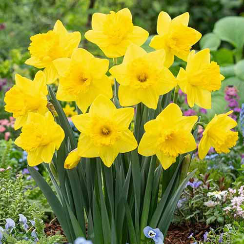 Yellow Mix Double Petals Narcissus Flower Seeds – Heirloom, Non-GMO, Easy to Grow Seeds for Planting