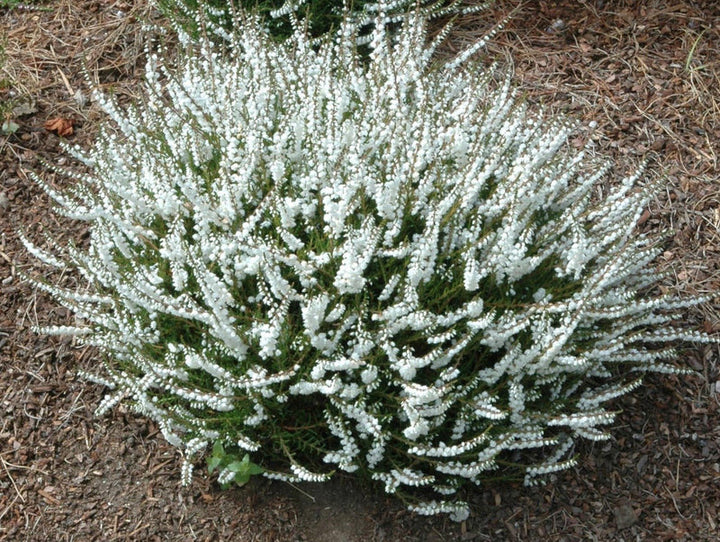 Kinlochruel White Heather Seeds for Planting | Heirloom Non-GMO High Germination Organic Garden Seeds