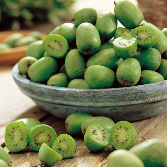 Issai Kiwi Fruit Seeds for Planting – Heirloom, Non-GMO, Self-Pollinating Mini Vine, High Germination Seeds