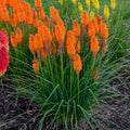 Orange Kniphofia Flower Seeds for Planting – Heirloom, Non-GMO, High Germination Garden Seeds