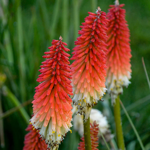 Flower Seeds, Seeds,Seeds For Planting,Plant Seeds