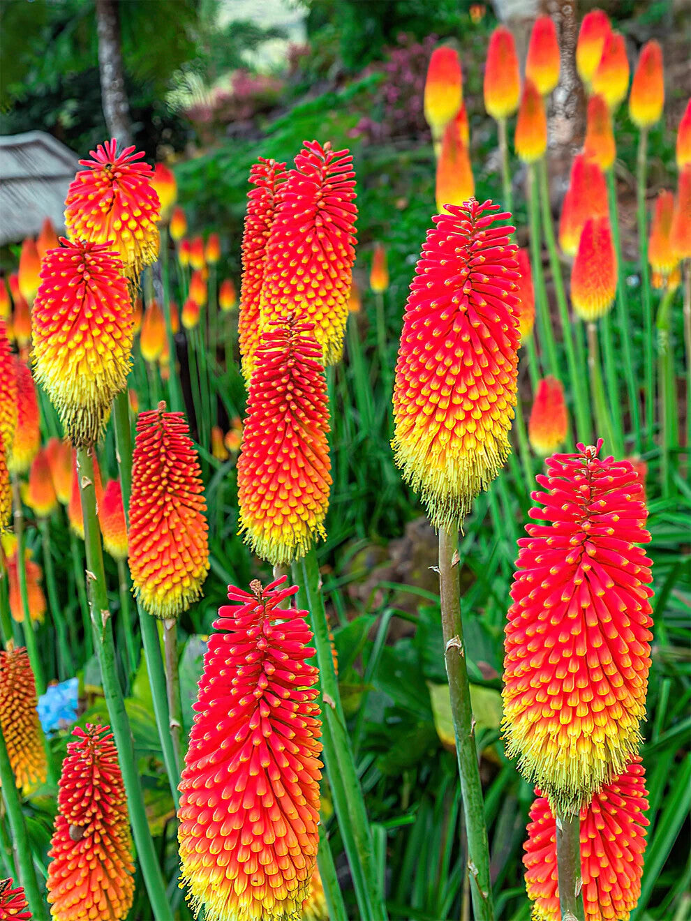 Red Hot Poker Flower Seeds for Planting – Heirloom Non-GMO, High Germination Organic Garden Seeds