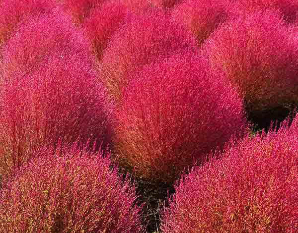 Pink Firebush Flower Seeds for Planting – Premium Heirloom Non-GMO, High Germination Organic Garden Seeds